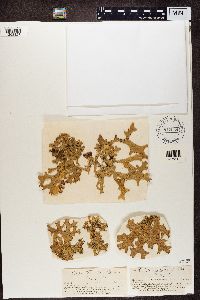 Lobaria pulmonaria image