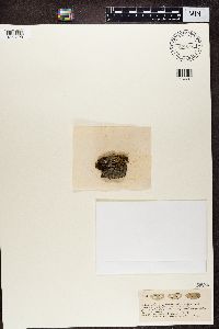 Phaeophyscia orbicularis image