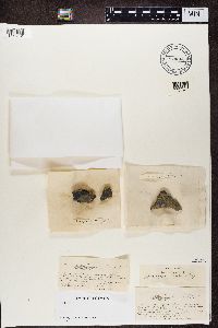 Media resource of Acarospora heppii