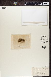 Lecanora cenisia image