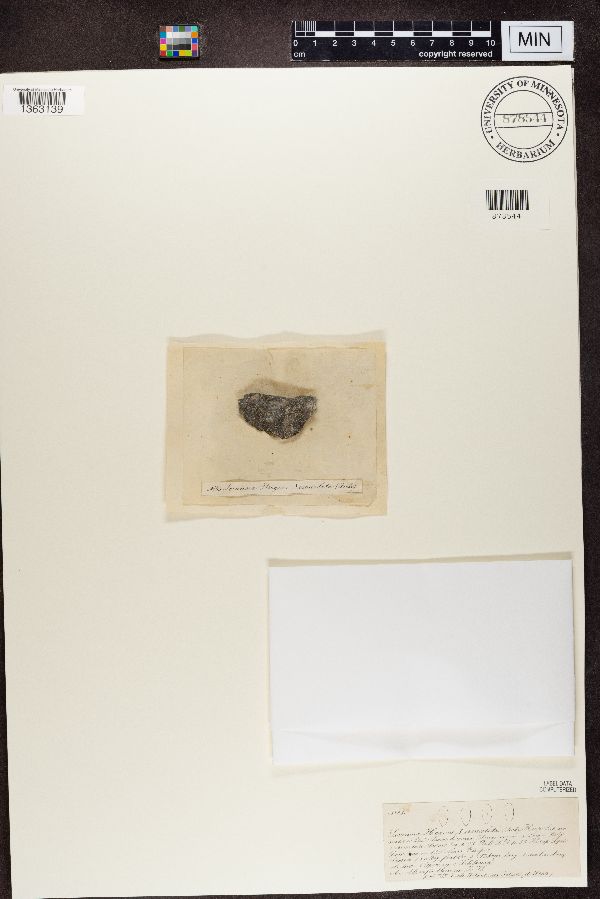 Lecanora hagenii var. crenulata image