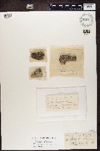 thumbnail image of current specimen