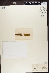 Candelariella vitellina image