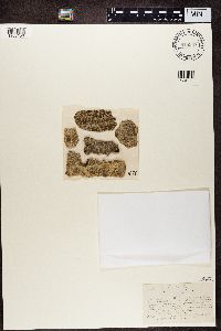 Lecania fuscella image