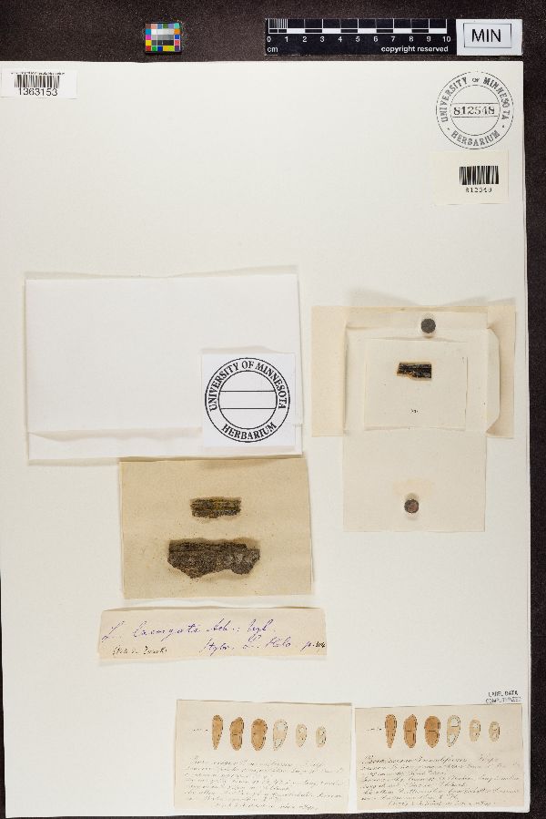Psora exigua var. maculiformis image