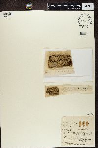 Thumbnail image of current specimen