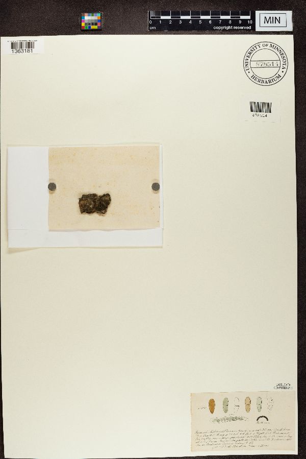 Microthelia biformis image