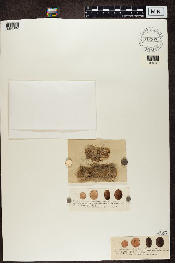 Embolus ochreatus image