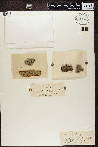 Opegrapha vermicellifera image