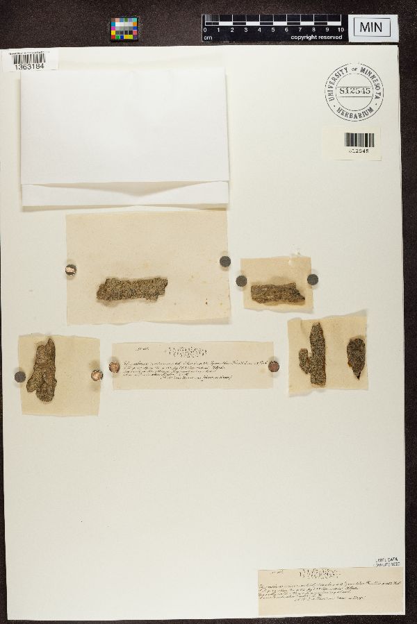 Thrombium sticticum image