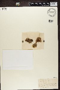 Cladonia squamosa image