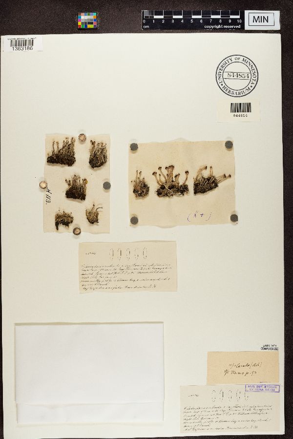 Cladonia macilenta var. bacillaris image