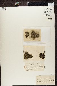 Psora decipiens image