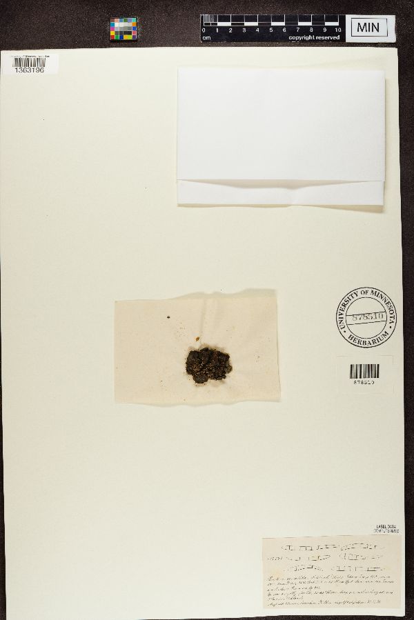 Toninia squalida image