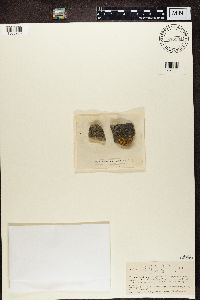 Porpidia crustulata image