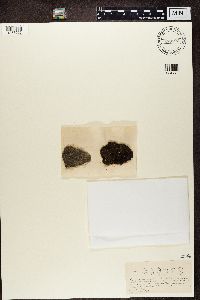 Placynthiella uliginosa image