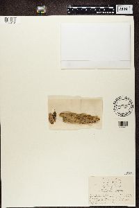 Icmadophila ericetorum image