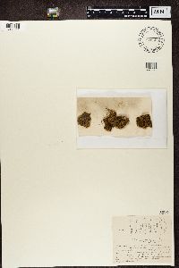 Bacidia bagliettoana image