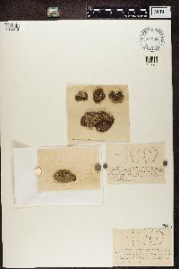 Lecanactis abietina image
