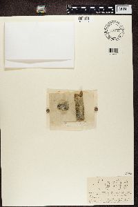 Gyalecta cupularis image