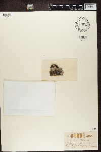 Buellia epigaea image