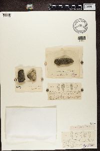 Rhizocarpon petraeum image