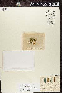 Rhizocarpon geographicum image