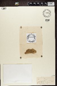 Chaenotheca furfuracea image