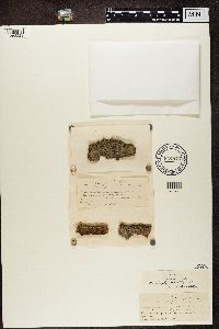 Sclerophora pallida image