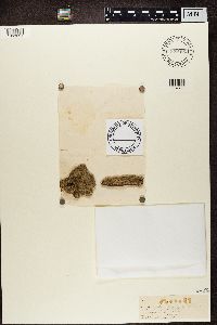 Chaenotheca trichialis image