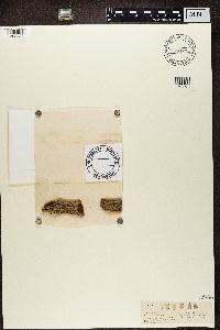 Calicium salicinum image