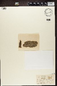 Alyxoria varia image