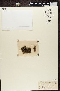 Alyxoria varia image