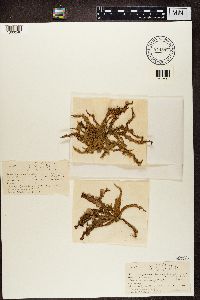 Ramalina fraxinea image