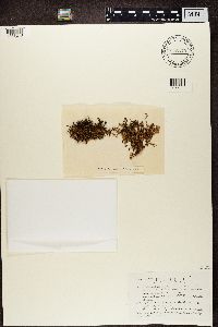 Cetraria ericetorum image