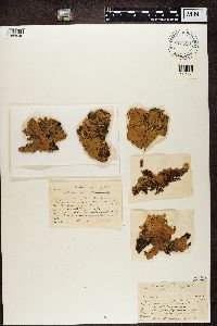 Peltigera aphthosa image