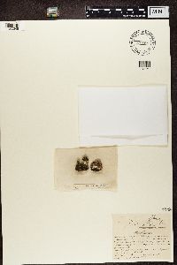Acarospora smaragdula image