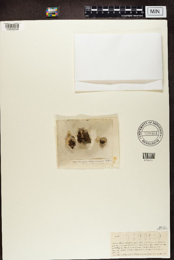 Lecanora badia var. major image