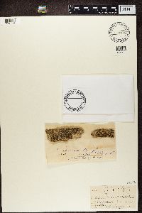 Lecanora allophana image