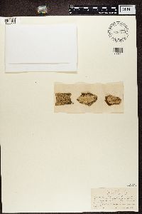Thumbnail image of current specimen