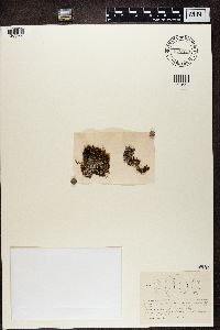 Megaspora verrucosa image