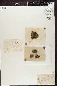 Gyalolechia flavovirescens image