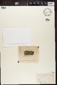 Media resource of Caloplaca arenaria