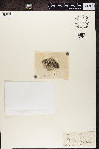 Caloplaca crenularia image