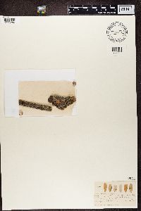 Rinodina exigua image