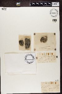 Dimelaena oreina image