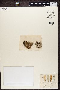 Urceolaria scruposa var. bryophila image