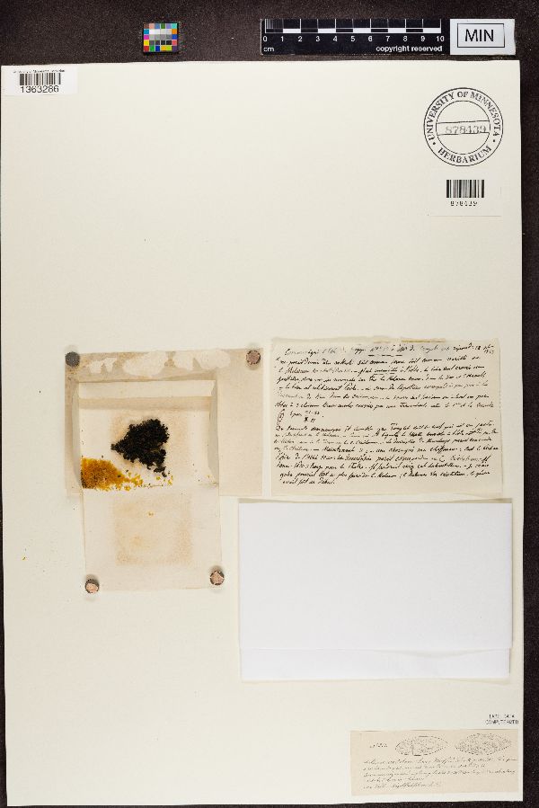 Collema cristatum image