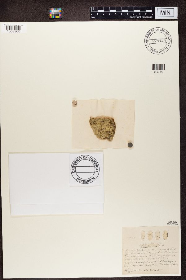 Pyrenula glabrata image