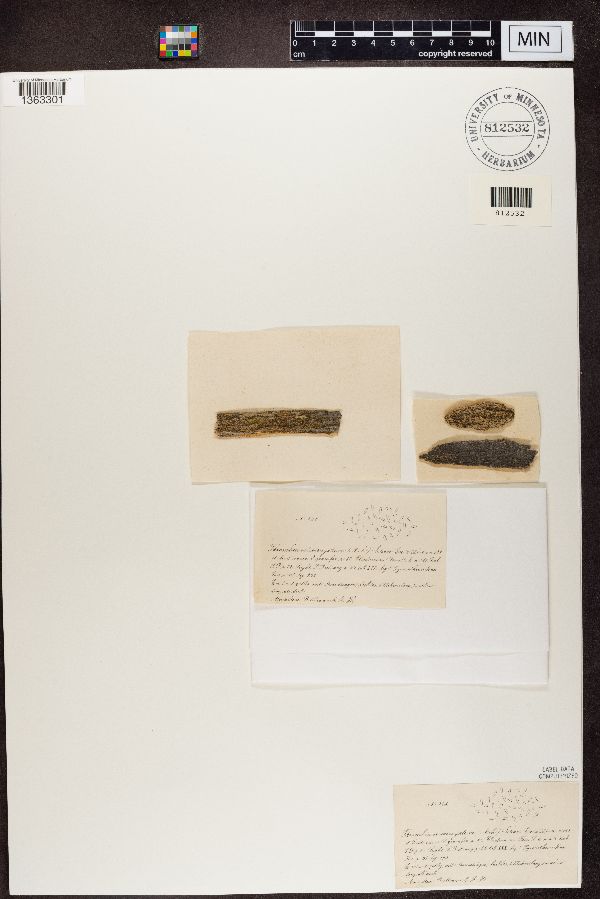 Thrombium corrugatum image